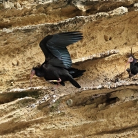 Ibis grzywiasty - Waldrapp