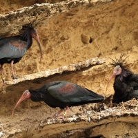 Ibis grzywiasty - Waldrapp