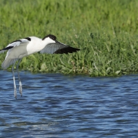 Szablodziób - Pied Avocet