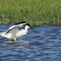 Szablodziób - Pied Avocet