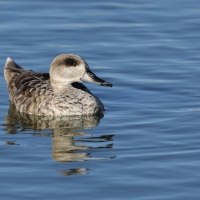 Marmurka - Marbled Teal