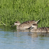 Marmurka - Marbled Teal
