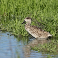 Marmurka - Marbled Teal