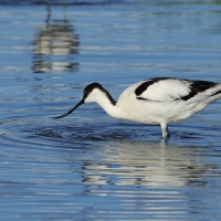 Szablodziób - Pied Avocet