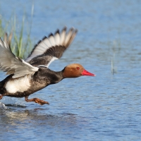 Hełmiatka - Red-crested Pochard