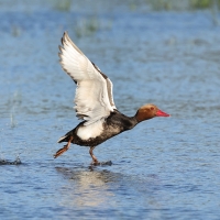 Hełmiatka - Red-crested Pochard