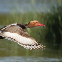 Hełmiatka - Red-crested Pochard