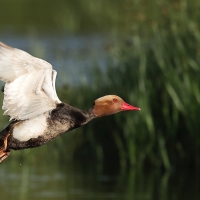 Hełmiatka - Red-crested Pochard
