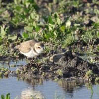 Sieweczka morska - Kentish Plover