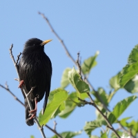 Szpak jednobarwny - Spotless Starling