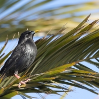 Szpak jednobarwny - Spotless Starling