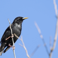 Szpak jednobarwny - Spotless Starling