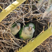 Mnicha - Monk Parakeet