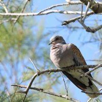 Turkawka - European Turtle Dove