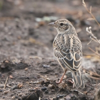 Skowroniec zaroślowy - Mirafra cantillans - Singing Bush Lark
