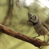 Czubatka  - Crested Tit