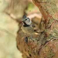 Czubatka  - Crested Tit