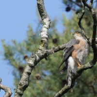 Krogulec - Eurasian Sparrowhawk