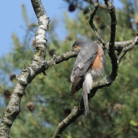 Krogulec - Eurasian Sparrowhawk