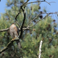 Krogulec - Eurasian Sparrowhawk