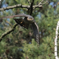 Krogulec - Eurasian Sparrowhawk