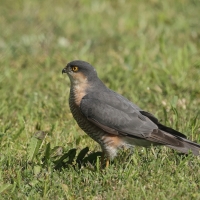 Krogulec - Eurasian Sparrowhawk