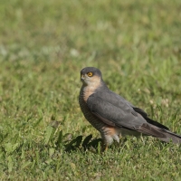 Krogulec - Eurasian Sparrowhawk