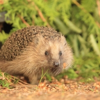 Jeż zachodni - European hedgehog