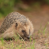 Jeż zachodni - European hedgehog
