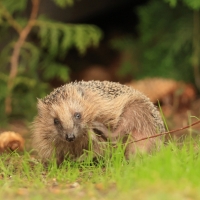 Jeż zachodni - European hedgehog