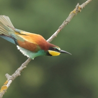 Żołna zwyczajna - European Bee-eater