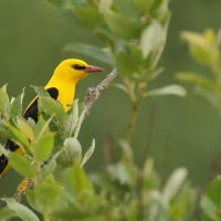 Wilga zwyczajna - Eurasian Golden-Oriole