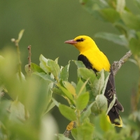 Wilga zwyczajna - Eurasian Golden-Oriole