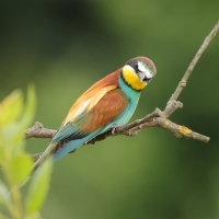 Żołna zwyczajna - European Bee-eater
