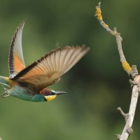 Żołna zwyczajna - European Bee-eater