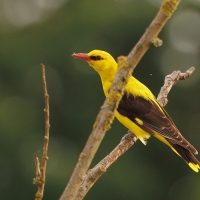 Wilga zwyczajna - Eurasian Golden-Oriole