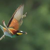 Żołna zwyczajna - European Bee-eater