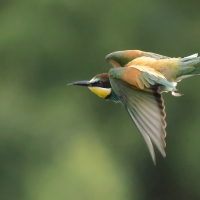 Żołna zwyczajna - European Bee-eater