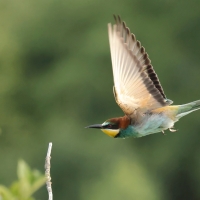 Żołna zwyczajna - European Bee-eater