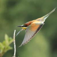Żołna zwyczajna - European Bee-eater