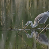Czapla siwa -Grey Heron
