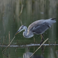 Czapla siwa -Grey Heron