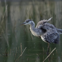 Czapla siwa -Grey Heron