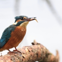 Zimorodek zwyczajny - Common Kingfisher