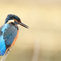 Zimorodek zwyczajny - Common Kingfisher