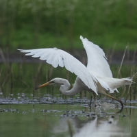 Czapla biała - Western Great Egret