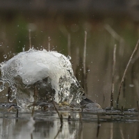 Czapla biała - Western Great Egret