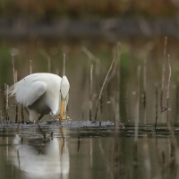 Czapla biała - Western Great Egret