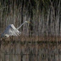 Czapla biała - Western Great Egret