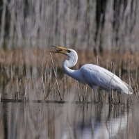 Czapla biała - Western Great Egret